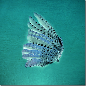 Florence Notté, Vanité 4, Limited Edition "Memento Mori"